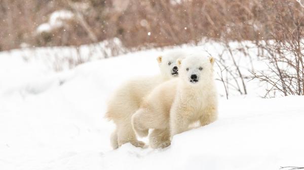 Free two polar bears on snow covered landscape hd animals wallpaper download