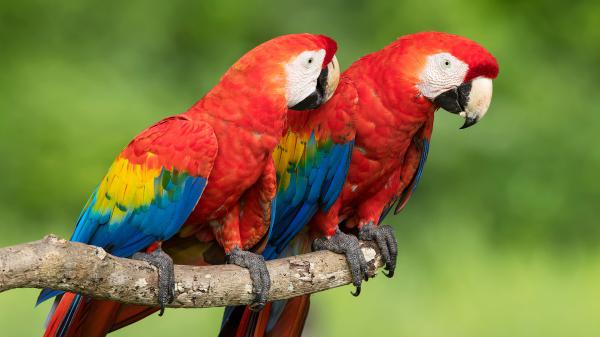 Free two red blue yellow parrots are sitting on tree branch in green background hd animals wallpaper download