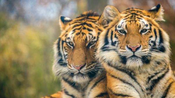 Free two tigers are sitting in blur background hd animals wallpaper download