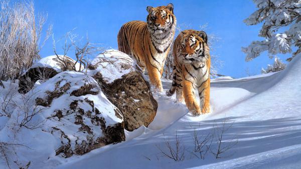 Free two tigers are walking on snow 4k hd tiger wallpaper download