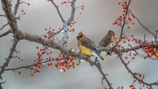 Free two waxwing birds on tree branch 4k hd birds wallpaper download