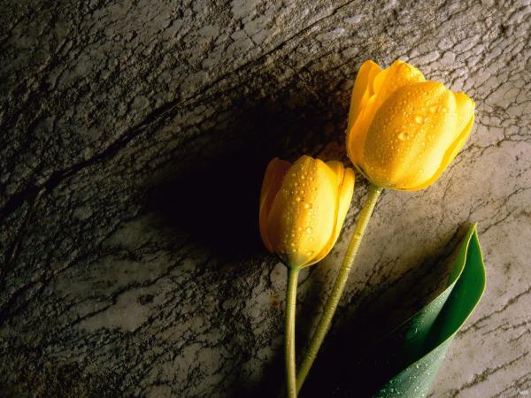 Free two wet yellow tulips wallpaper download