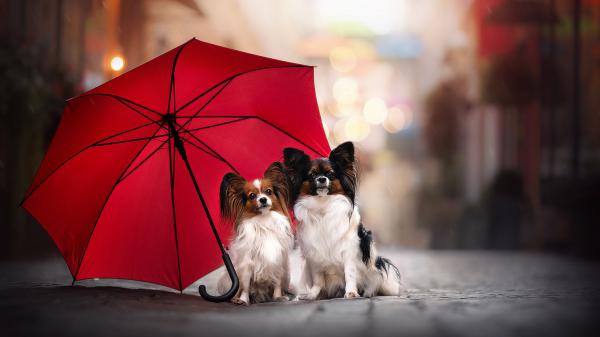 Free two white black brown papillon dogs are sitting under red umbrella in bokeh background hd puppy wallpaper download