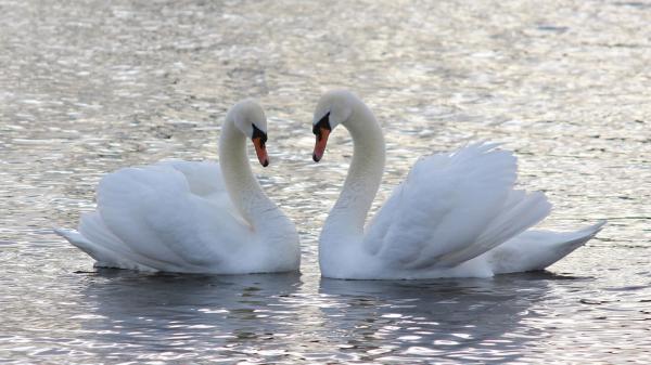 Free two white mute swans are floating on body of water hd animals wallpaper download