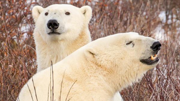 Free two white polar bears are standing on snow field in dry plant background hd animals wallpaper download