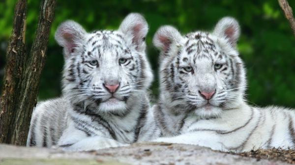 Free two white tiger are lying down on tree trunk in a blur green background hd animals wallpaper download