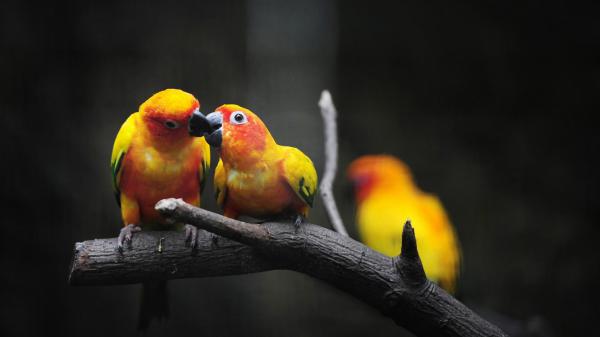 Free two yellow red green sun conure parrots are sitting on tree branch in blur background 4k hd animals wallpaper download