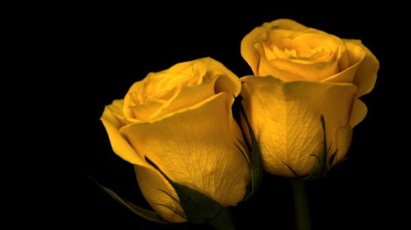 Free two yellow roses nature plants flowers 4k hd wallpaper download