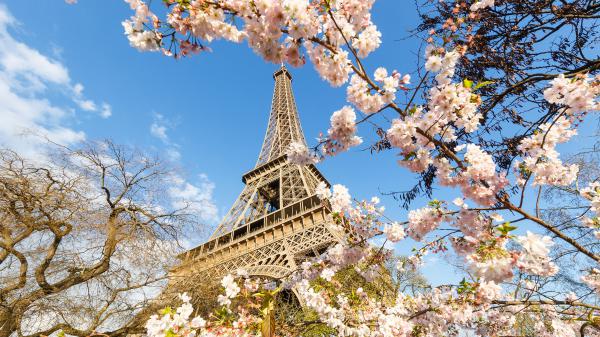 Free upward view of paris eiffel tower with white flowers with background of blue sky hd travel wallpaper download