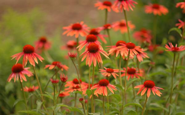 Free variety daisies wallpaper download