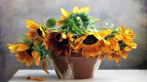 Free vase of sunflowers on table hd flowers wallpaper download