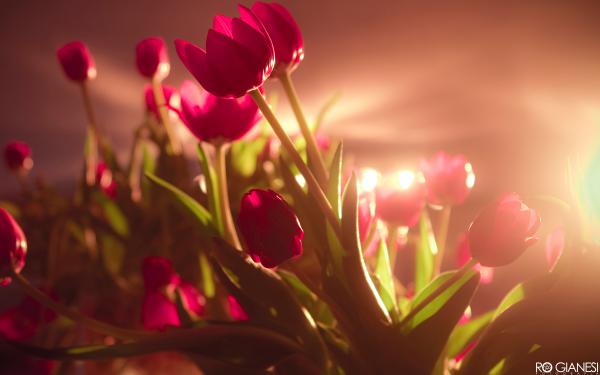 Free vibrant red tulips wallpaper download