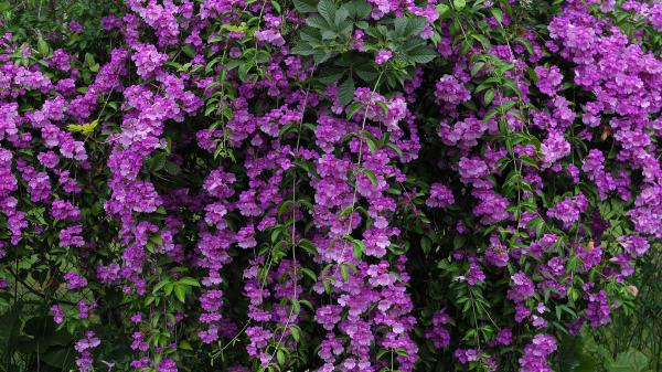 Free vine leafed purple flowers hd flowers wallpaper download