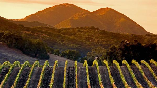 Free vineyard on mountain california hd travel wallpaper download