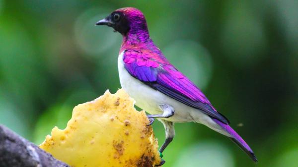 Free violet backed starling bird on tree in blur green background 4k hd birds wallpaper download