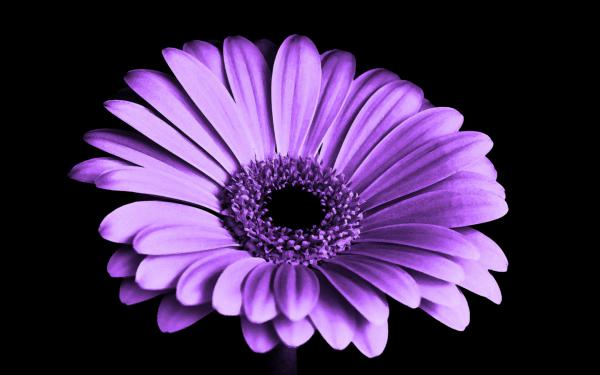 Free violet daisy flower 4k wallpaper download