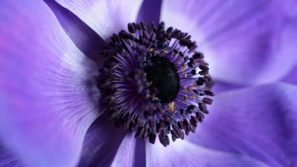 Free violet flower 4k wallpaper download