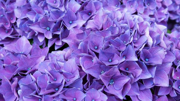 Free violet lilac flowers 4k wallpaper download