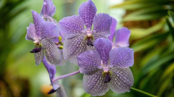 Free violet orchid flowers 4k 5k hd flowers wallpaper download