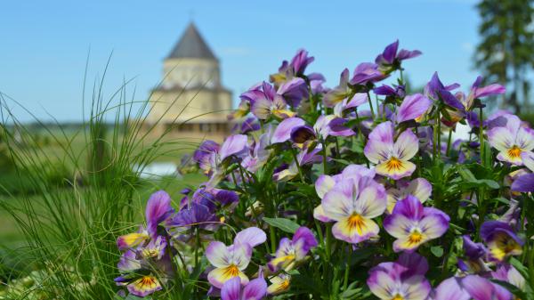 Free violet pansy flowers 4k 5k hd flowers wallpaper download