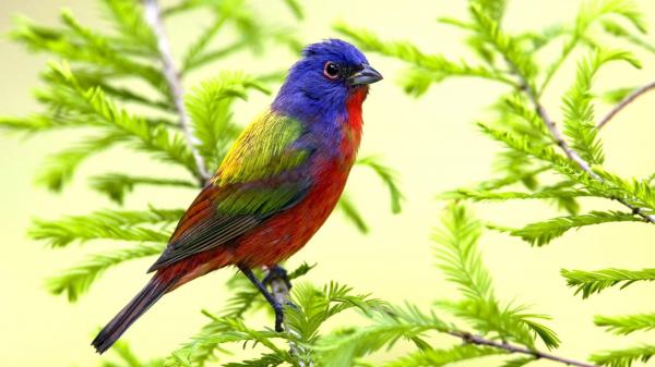 Free violet red green yellow parrot on leafed tree branch 4k hd birds wallpaper download