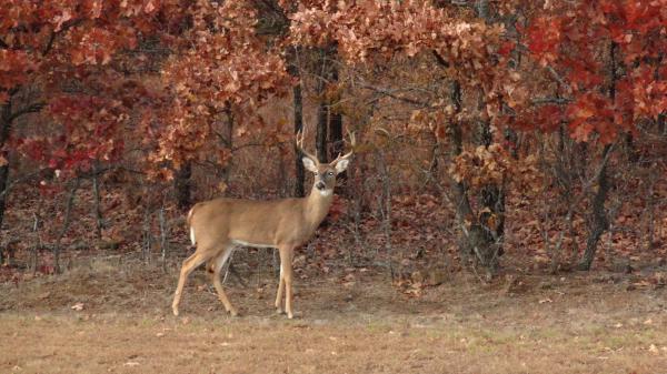 Free virginia deer 4k hd deer wallpaper download