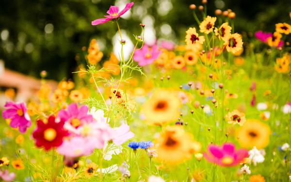 Free vivid flowers wallpaper download