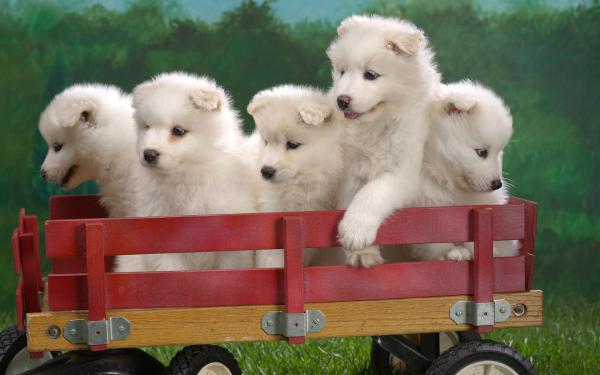 Free wagonload of samoyed puppies wallpaper download