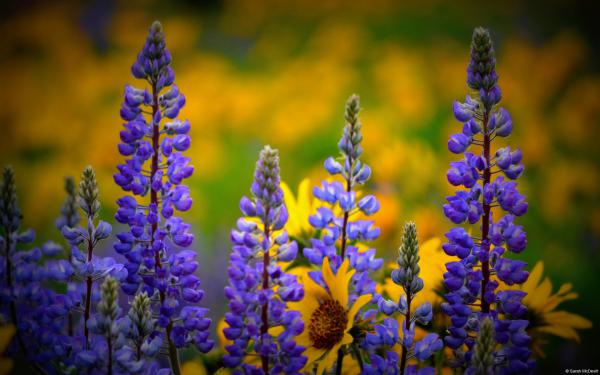 Free washington wildflowers wallpaper download