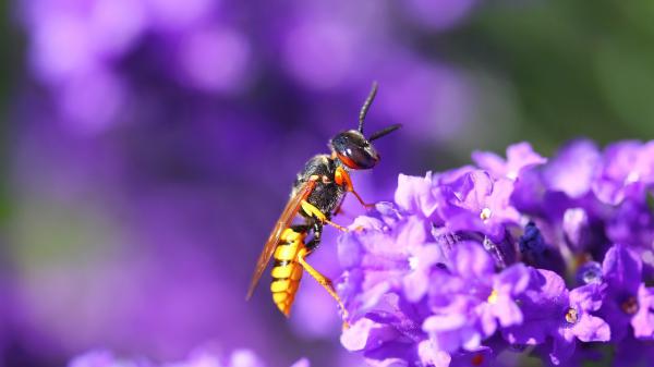 Free wasp insect on violet flowers in blur violet background hd flowers wallpaper download