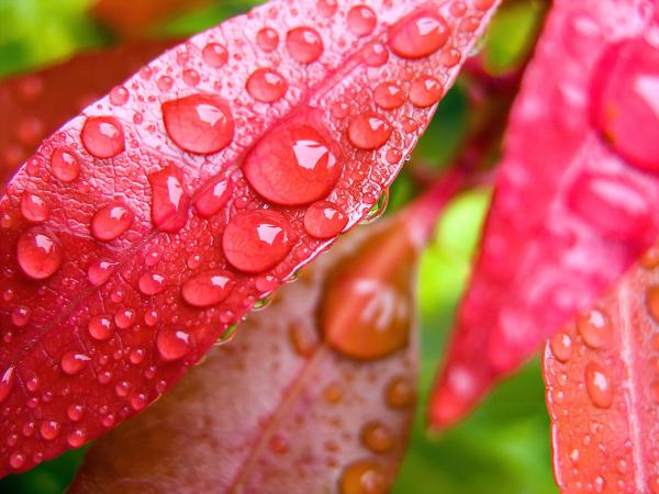 Free water drops on leaves wallpaper download