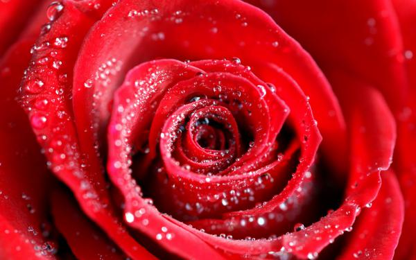 Free water drops on red rose wallpaper download