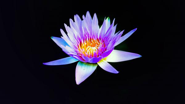 Free water lily 4k wallpaper download