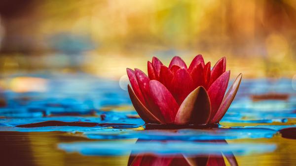 Free water lily 5k wallpaper download