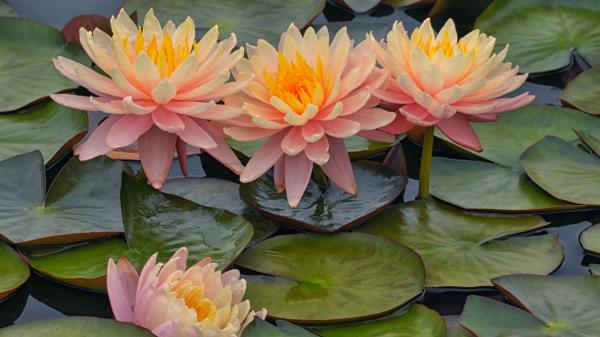 Free water lily flowers on body of water hd flowers wallpaper download