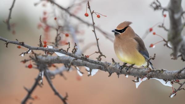 Free waxwing 4k hd birds wallpaper download