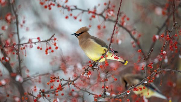 Free waxwing bird is standing on branch of tree 4k hd birds wallpaper download