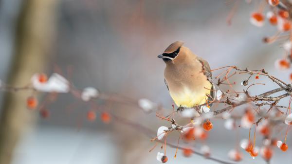 Free waxwing bird is standing on branch with blur background 4k hd birds wallpaper download