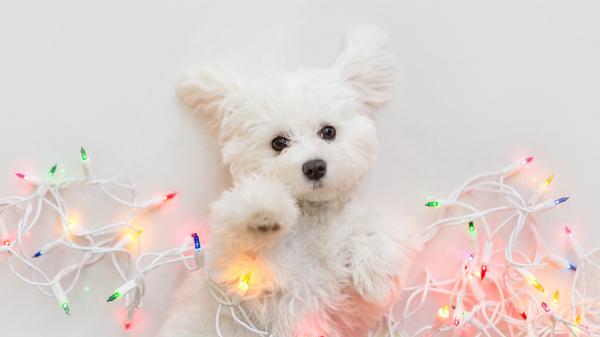 Free west highland white terrier baby puppy with christmas lights hd animals wallpaper download