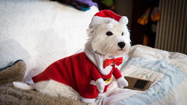 Free west highland white terrier is wearing santa hat and dress sitting on white bed hd animals wallpaper download