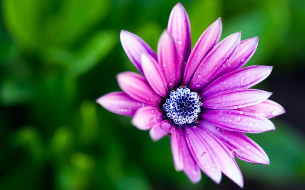 Free wet daisy wallpaper download