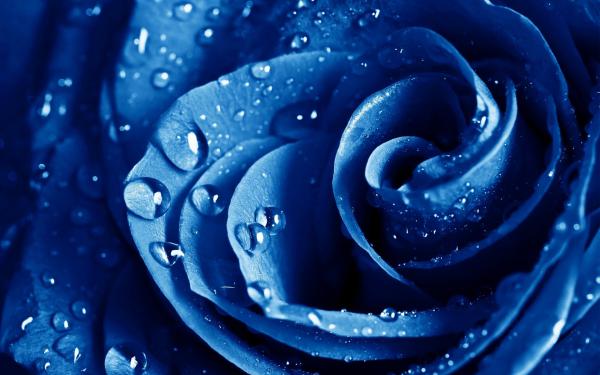 Free wet drops blue rose wallpaper download