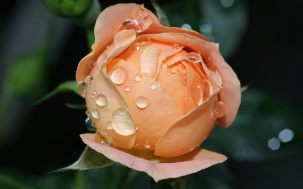 Free wet rose bloom wallpaper download