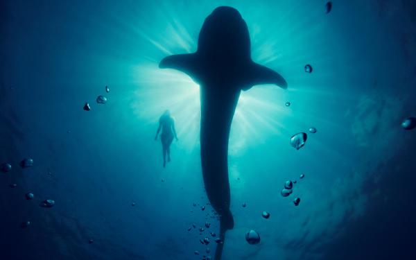 Free whale model underwater wallpaper download