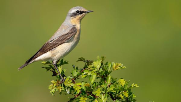 Free wheatear bird is standing on green plant hd birds wallpaper download