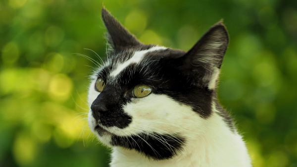 Free white and black cat with green eyes in shallow background of green trees hd cat wallpaper download