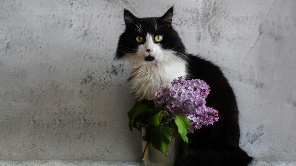 Free white and black cat with green eyes is sitting near a glass with purple flowers 4k hd cat wallpaper download