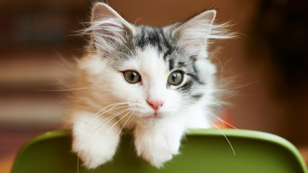 Free white and black cat with pink nose is standing on green chair 4k hd cat wallpaper download