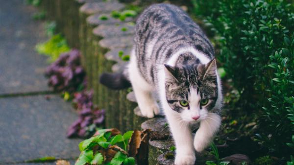 Free white and black cute cat is walking on stone pavement near green plants 4k hd animals wallpaper download