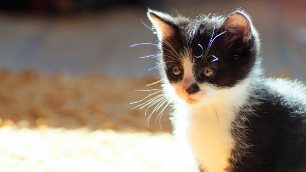 Free white and black kitten with brown eyes hd kitten wallpaper download